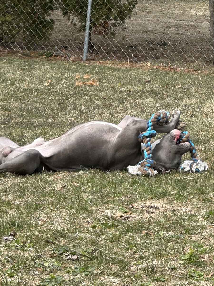 Ryder playing with a rope toy