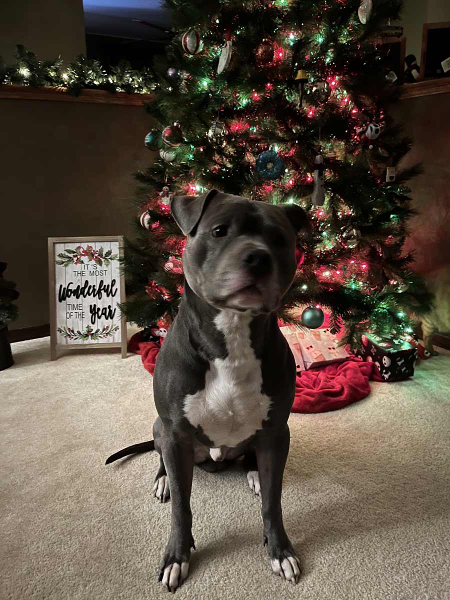 Ryder in front of the Christmas tree